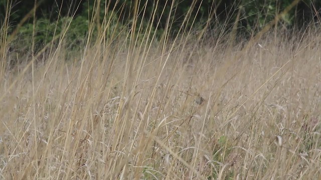 Henslow's Sparrow - ML614399179