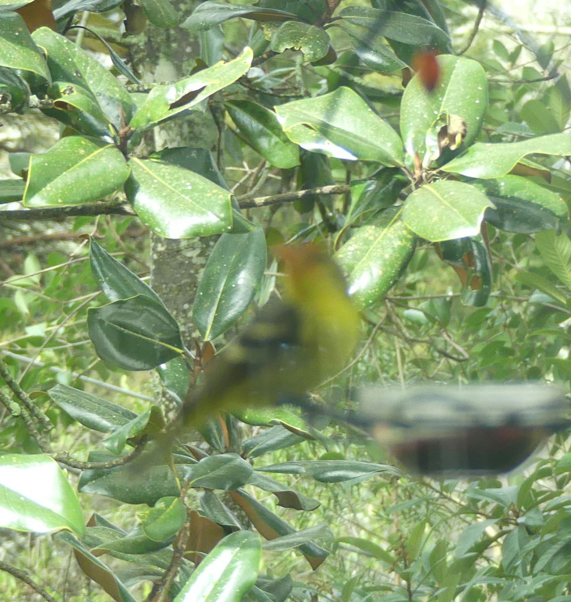 Western Tanager - ML614399201
