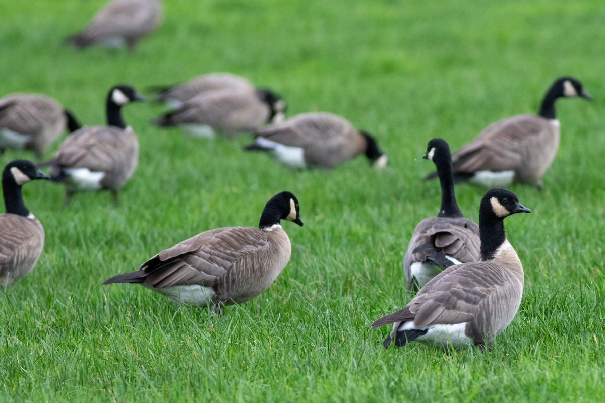 Cackling Goose (Aleutian) - Rob Fowler