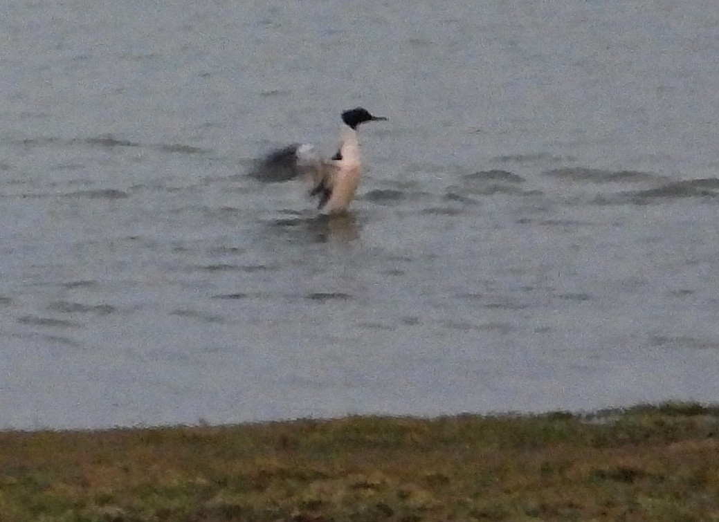 Common Merganser - ML614399277