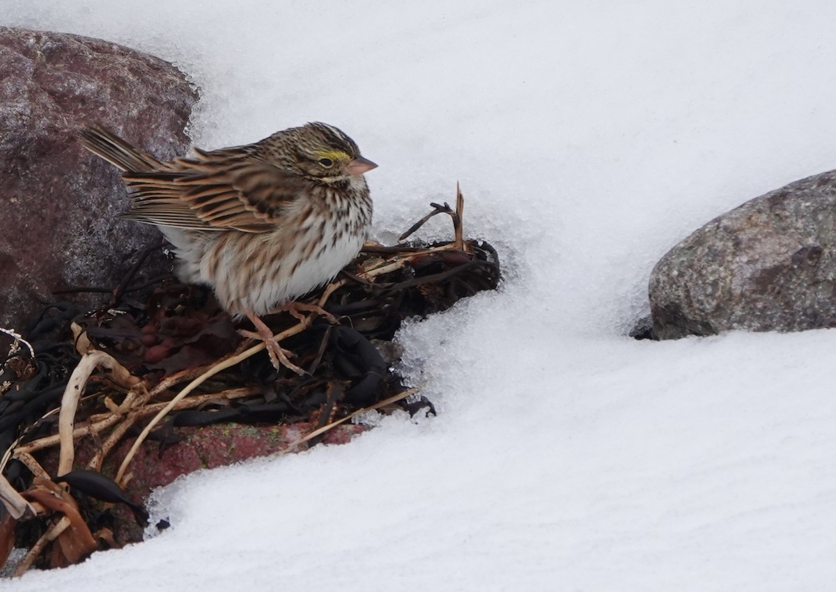 Savannah Sparrow - ML614399287