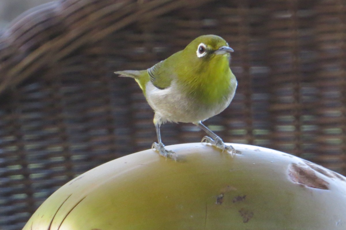 Warbling White-eye - vic nelson