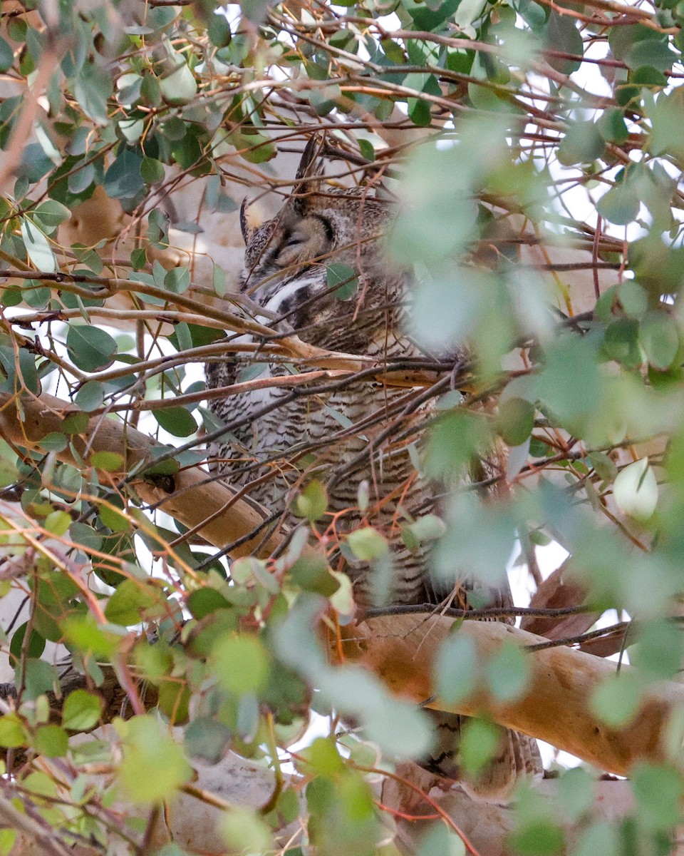 Great Horned Owl - ML614399476