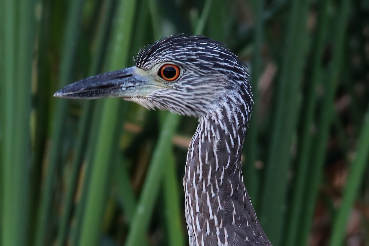 Yellow-crowned Night Heron - ML614399663