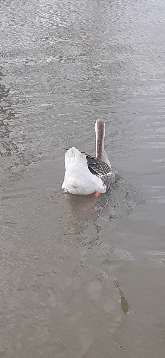 Swan Goose (Domestic type) - ML614399668