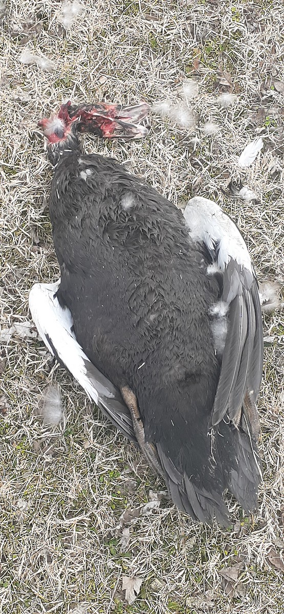 Muscovy Duck (Domestic type) - Kimberly Rohling