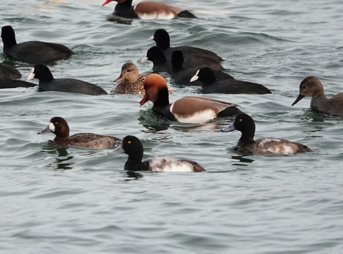 Greater Scaup - ML614399754