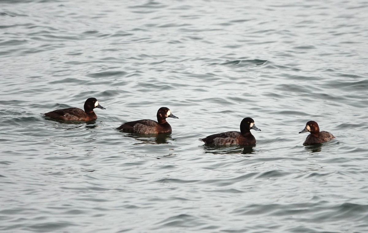 Greater Scaup - ML614399755