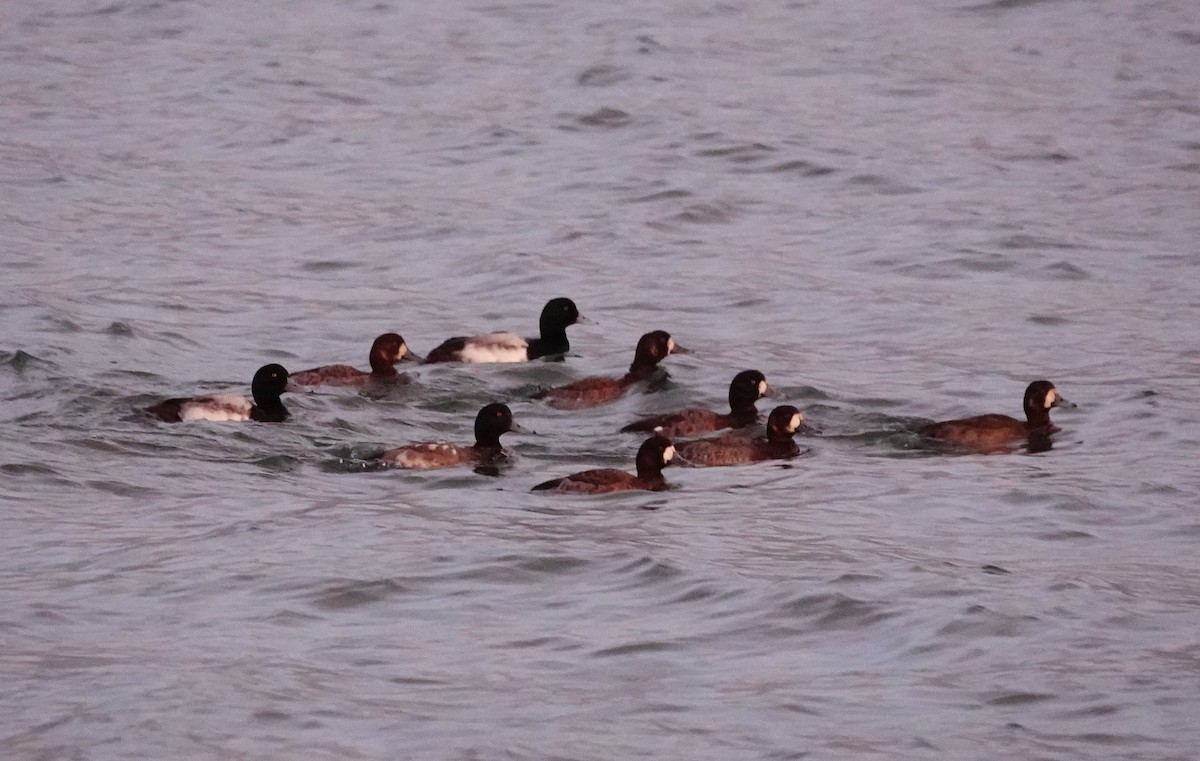 Greater Scaup - ML614399756