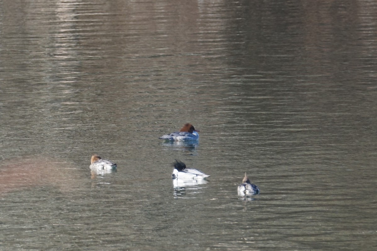 Common Merganser - ML614399788