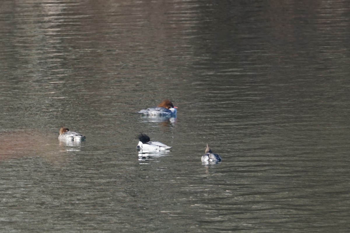 Common Merganser - ML614399791