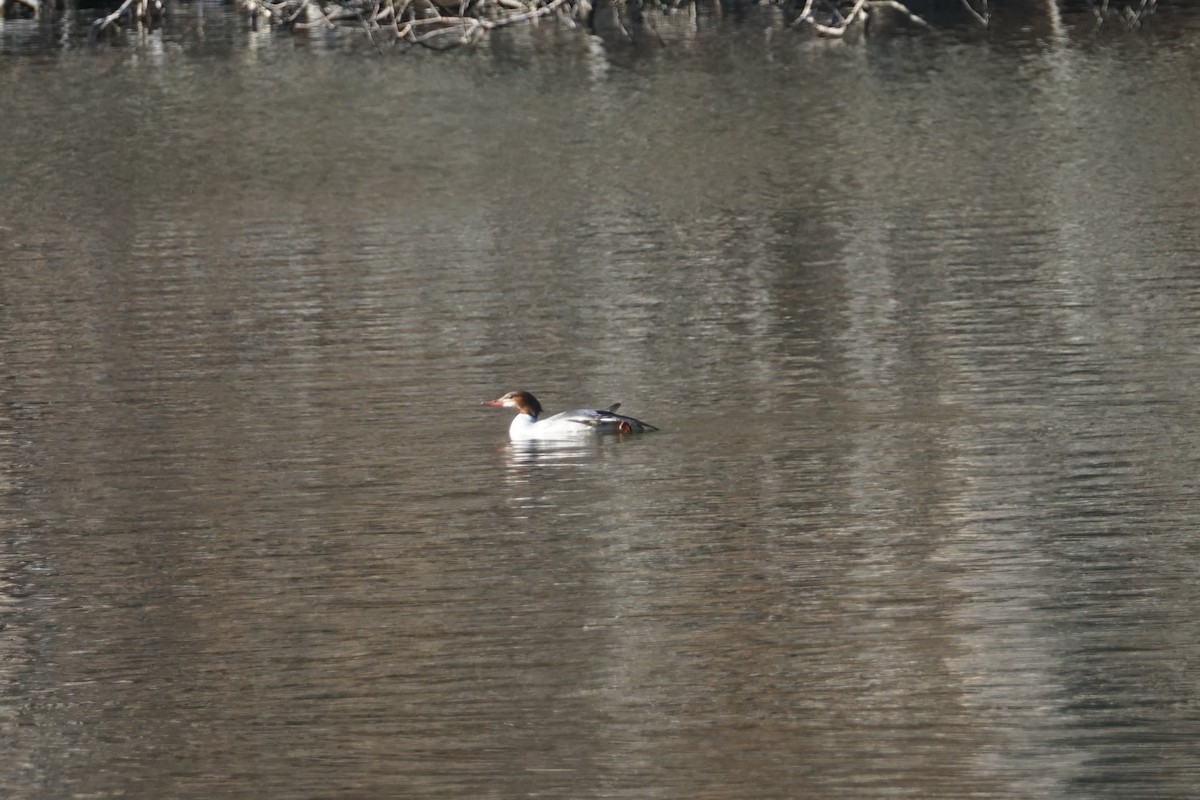 Common Merganser - ML614399793