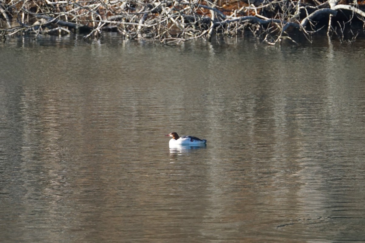 Common Merganser - ML614399795