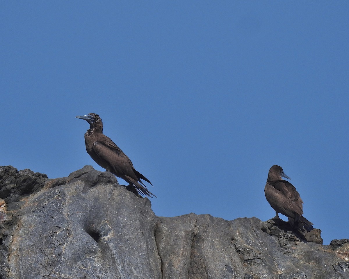 Brown Booby - ML614399982