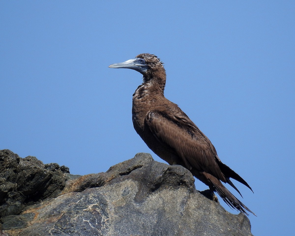 Brown Booby - Tania Aguirre