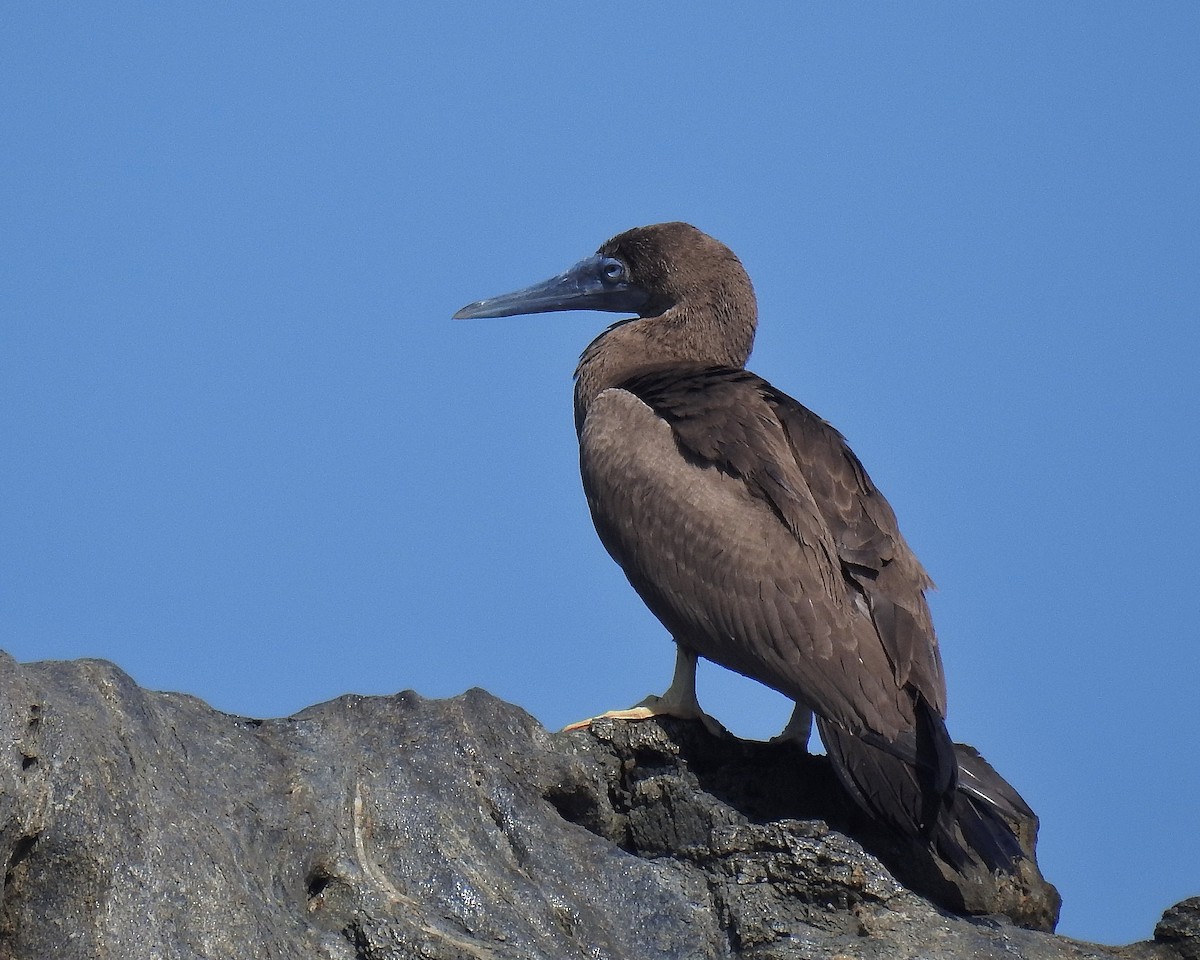 Brown Booby - Tania Aguirre