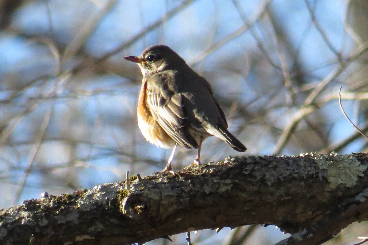 American Robin - ML614400100