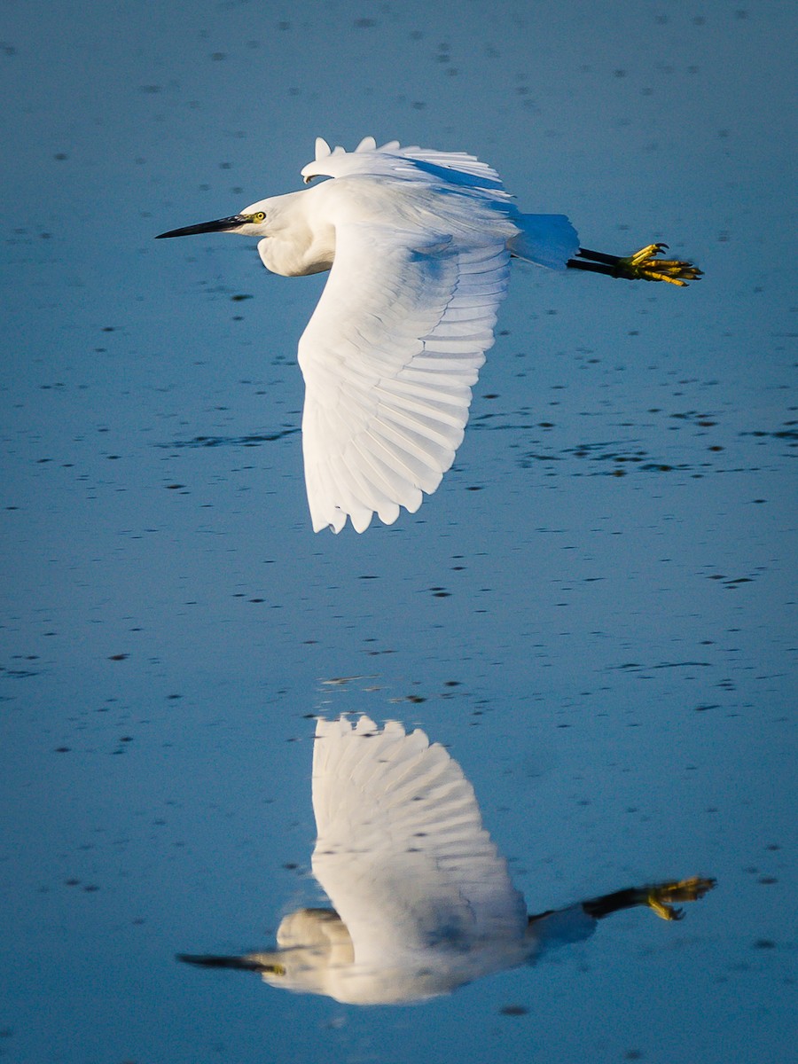 Little Egret - ML614400106