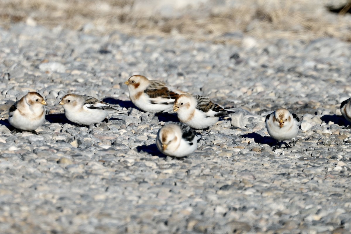 Snow Bunting - Lorna Aynbinder