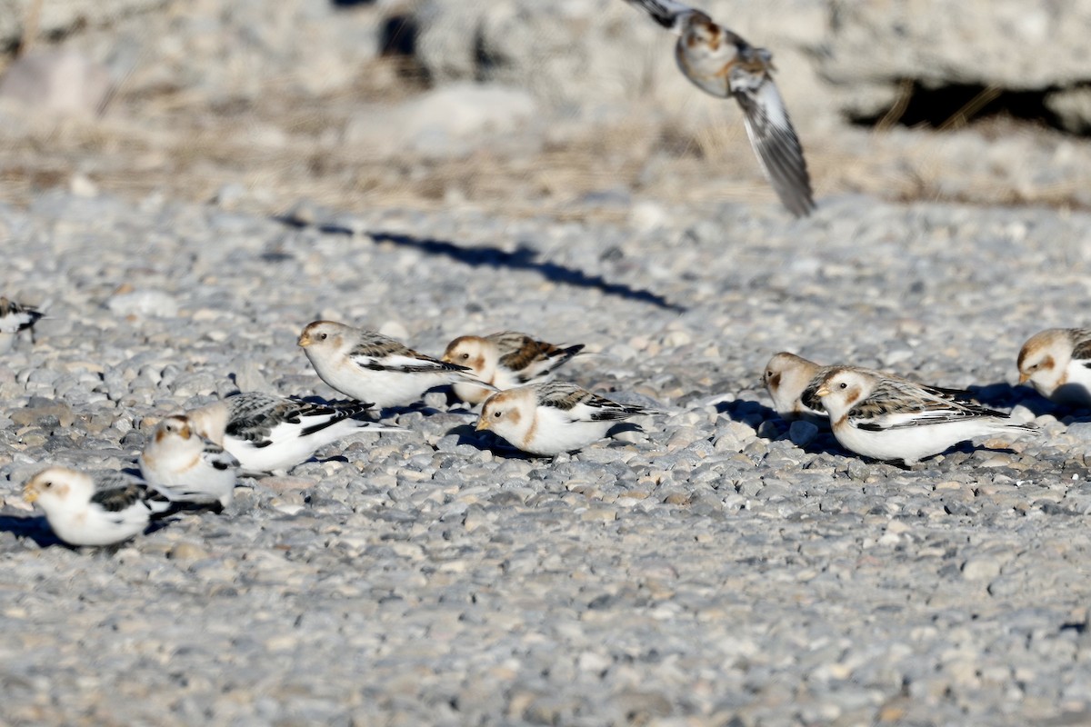 Snow Bunting - ML614400185