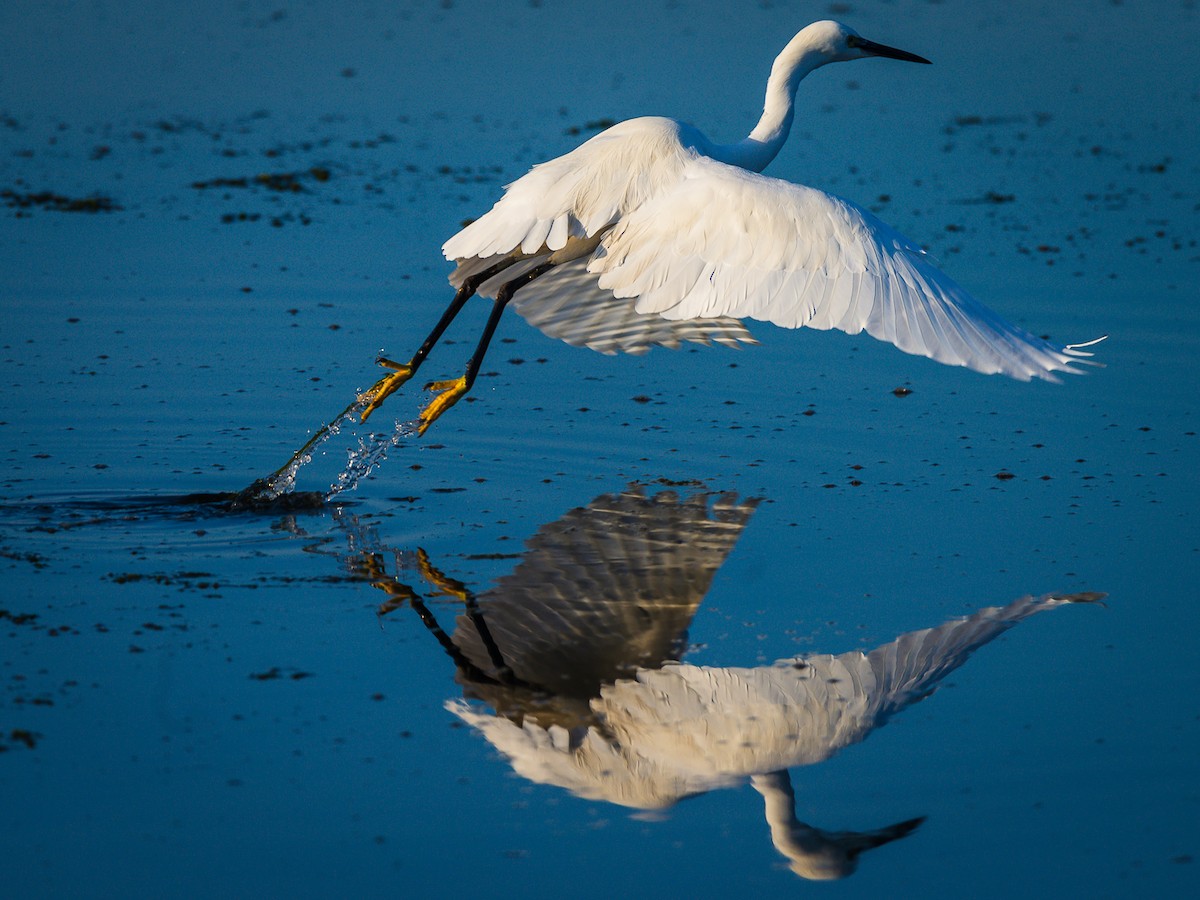 Little Egret - ML614400219