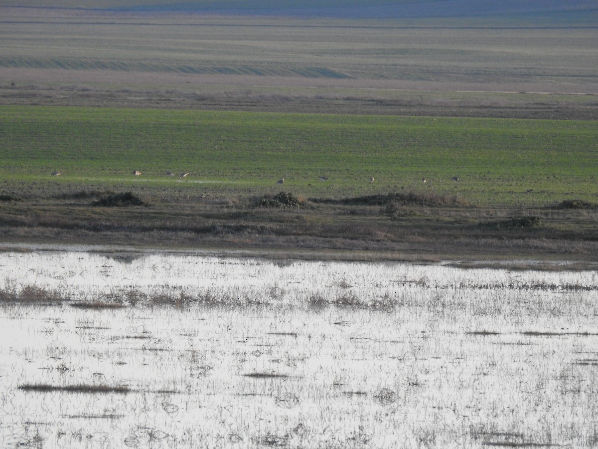 Eurasian Curlew - ML614400228