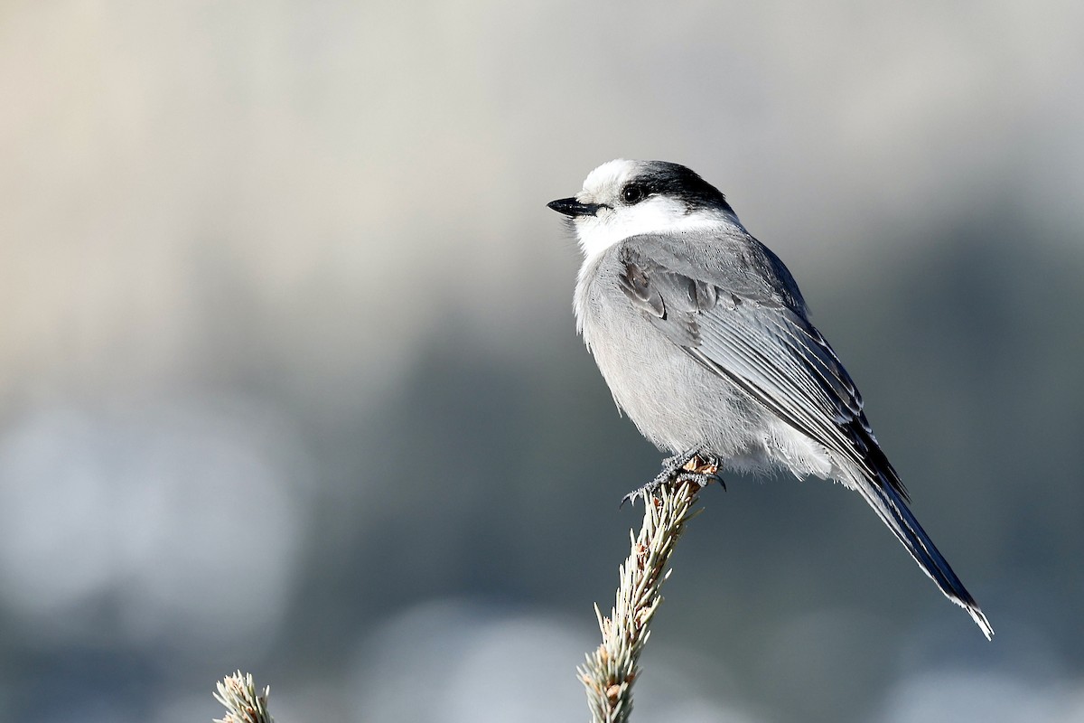 Canada Jay - ML614400247