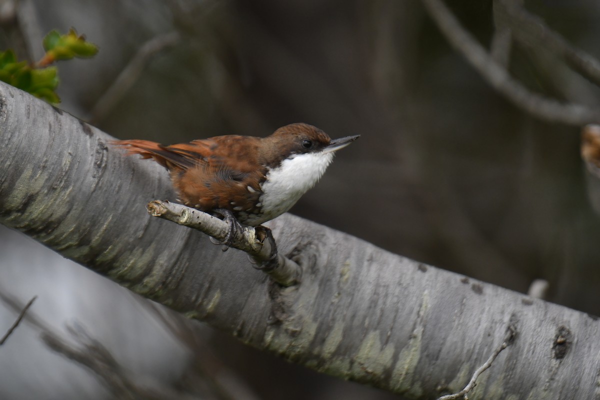 White-throated Treerunner - ML614400295