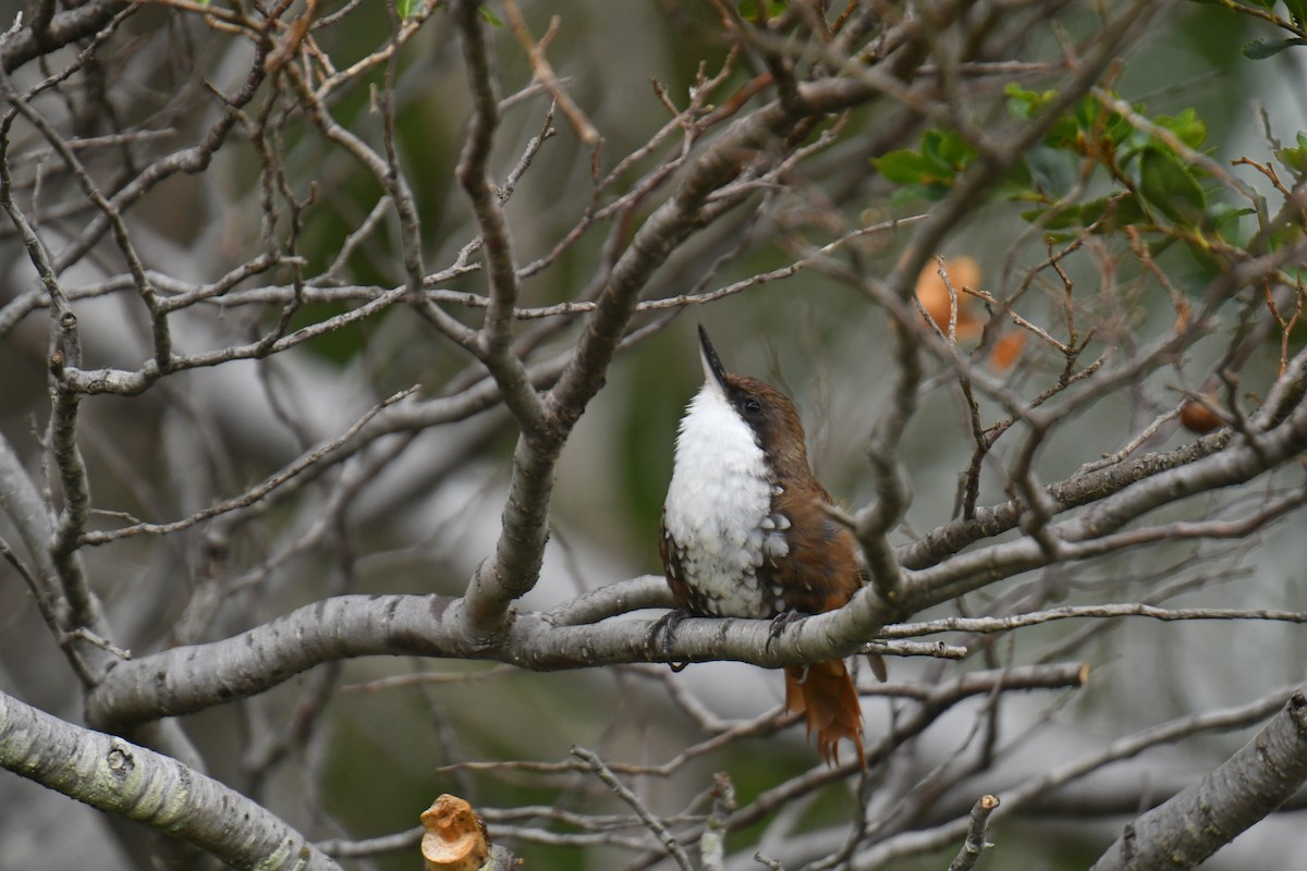 White-throated Treerunner - ML614400296