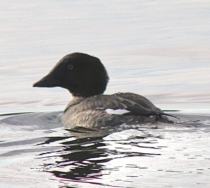 Common Goldeneye - ML614400338