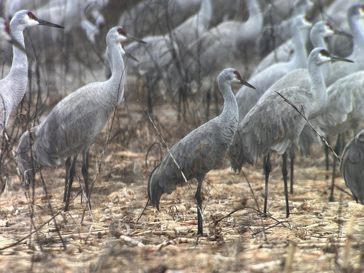 Sandhill Crane (canadensis) - Michael Lanzone