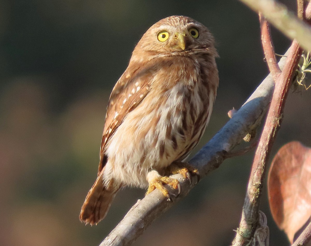 Ferruginous Pygmy-Owl - ML614400469