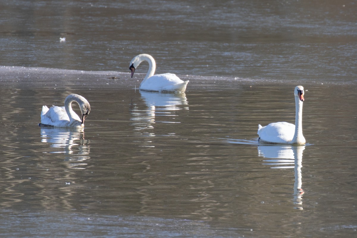 Mute Swan - ML614400565