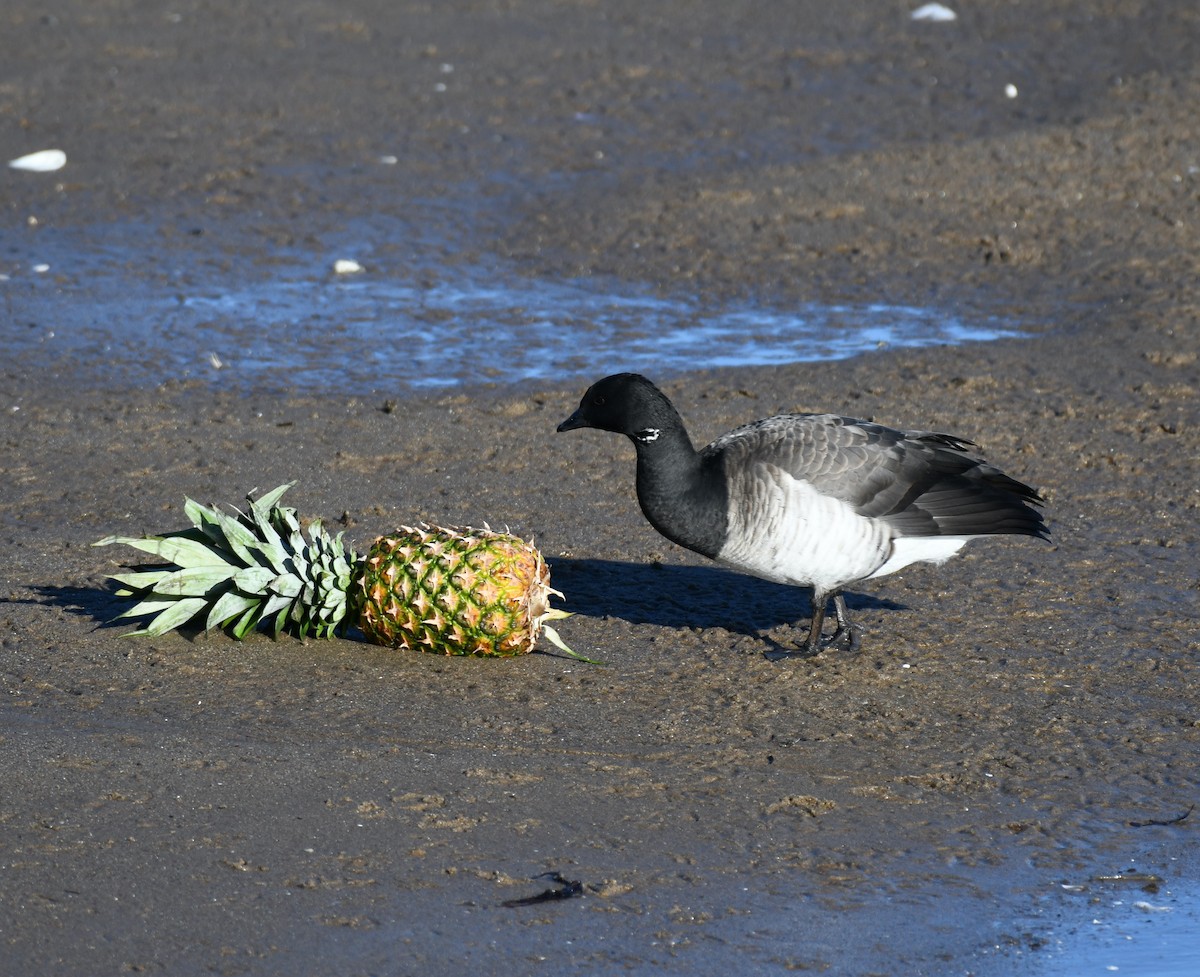 Brant - ML614400570