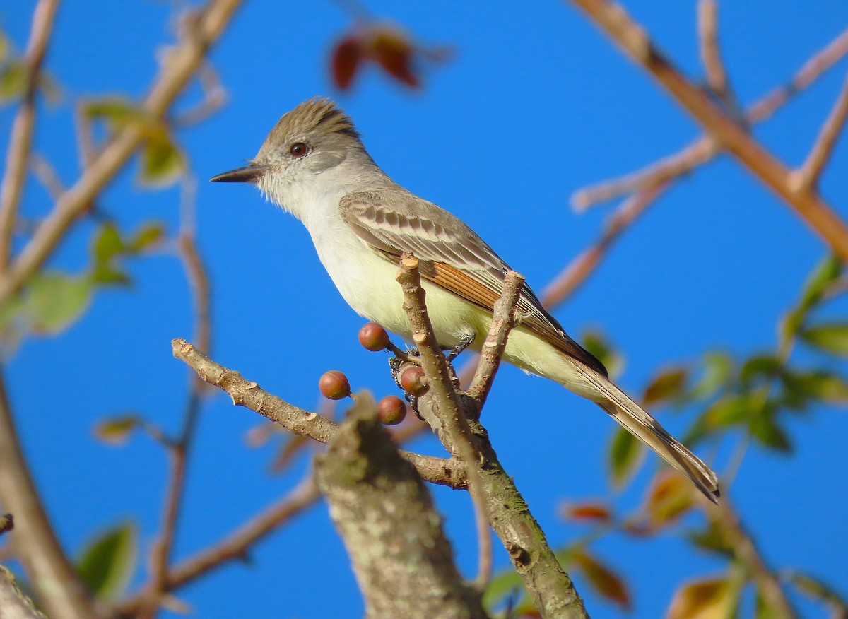 Ash-throated Flycatcher - ML614400582