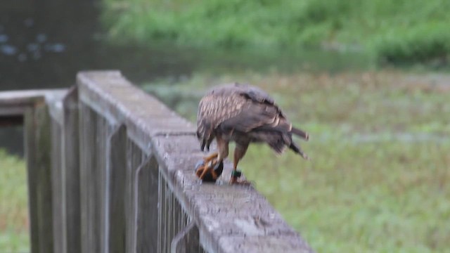 Snail Kite - ML614400594