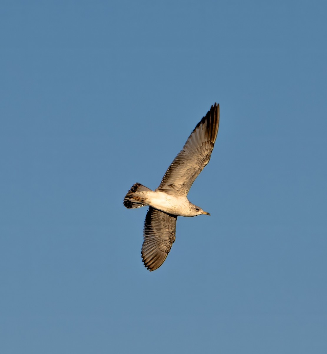 Ring-billed Gull - ML614400661