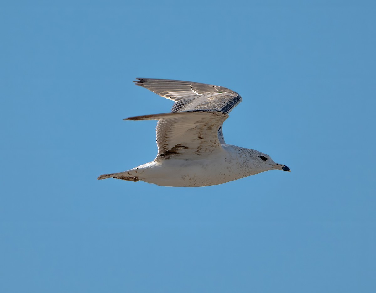 Ring-billed Gull - ML614400664