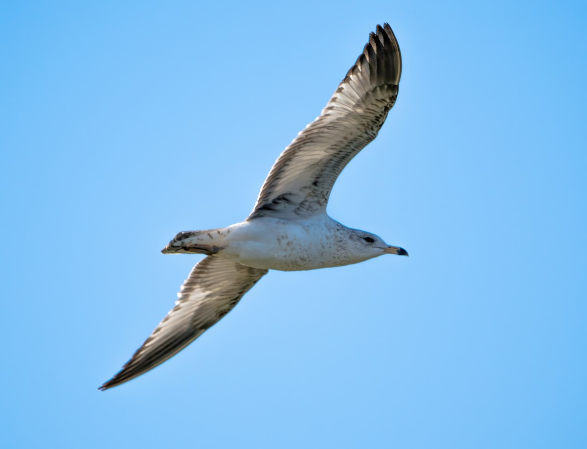 Ring-billed Gull - ML614400666