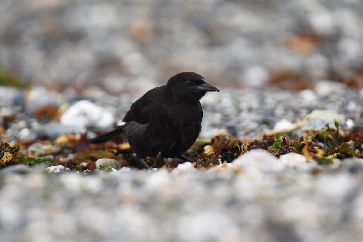 Austral Blackbird - ML614400807