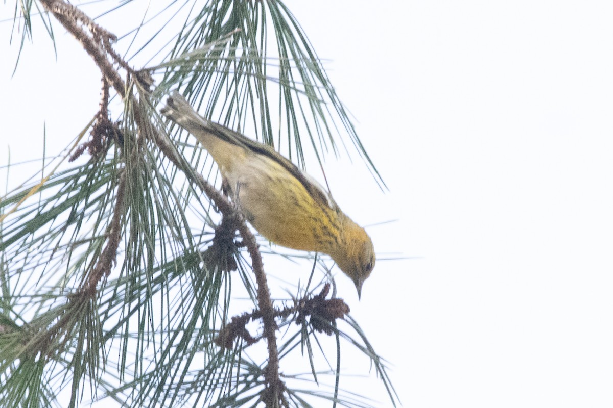 Cape May Warbler - ML614400905