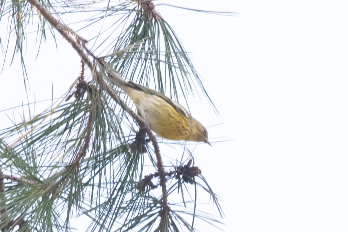 Cape May Warbler - ML614400906