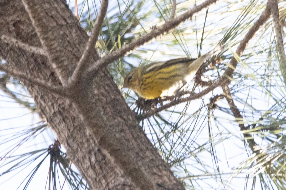 Cape May Warbler - ML614400907