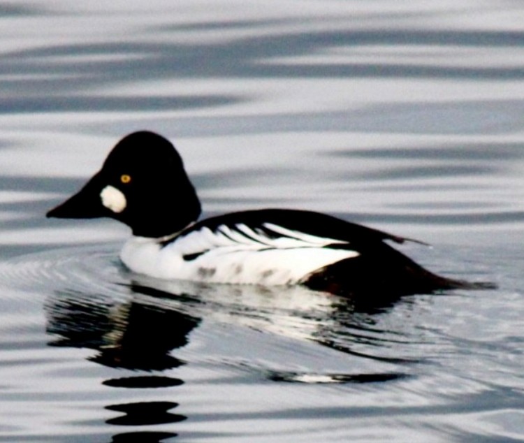 Common Goldeneye - ML614400959