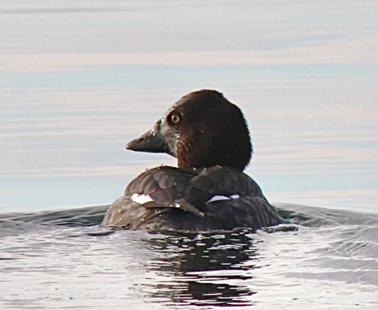 Common Goldeneye - ML614400960