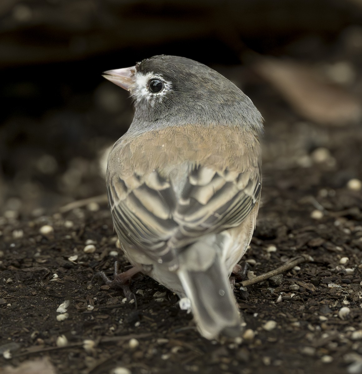 Dark-eyed Junco - ML614401046