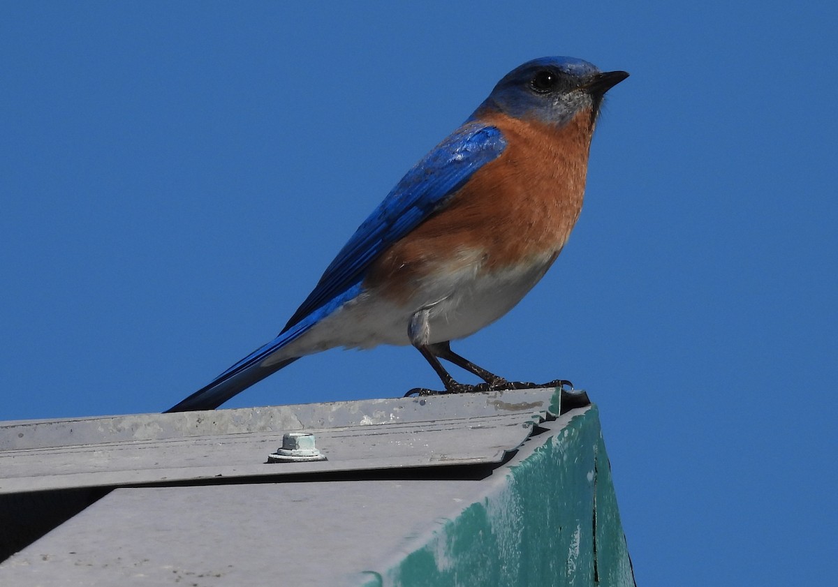 Eastern Bluebird - ML614401077