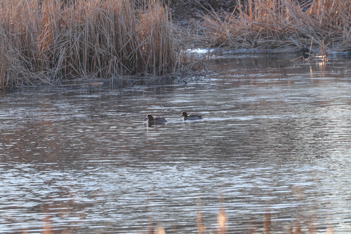 Lesser Scaup - ML614401084