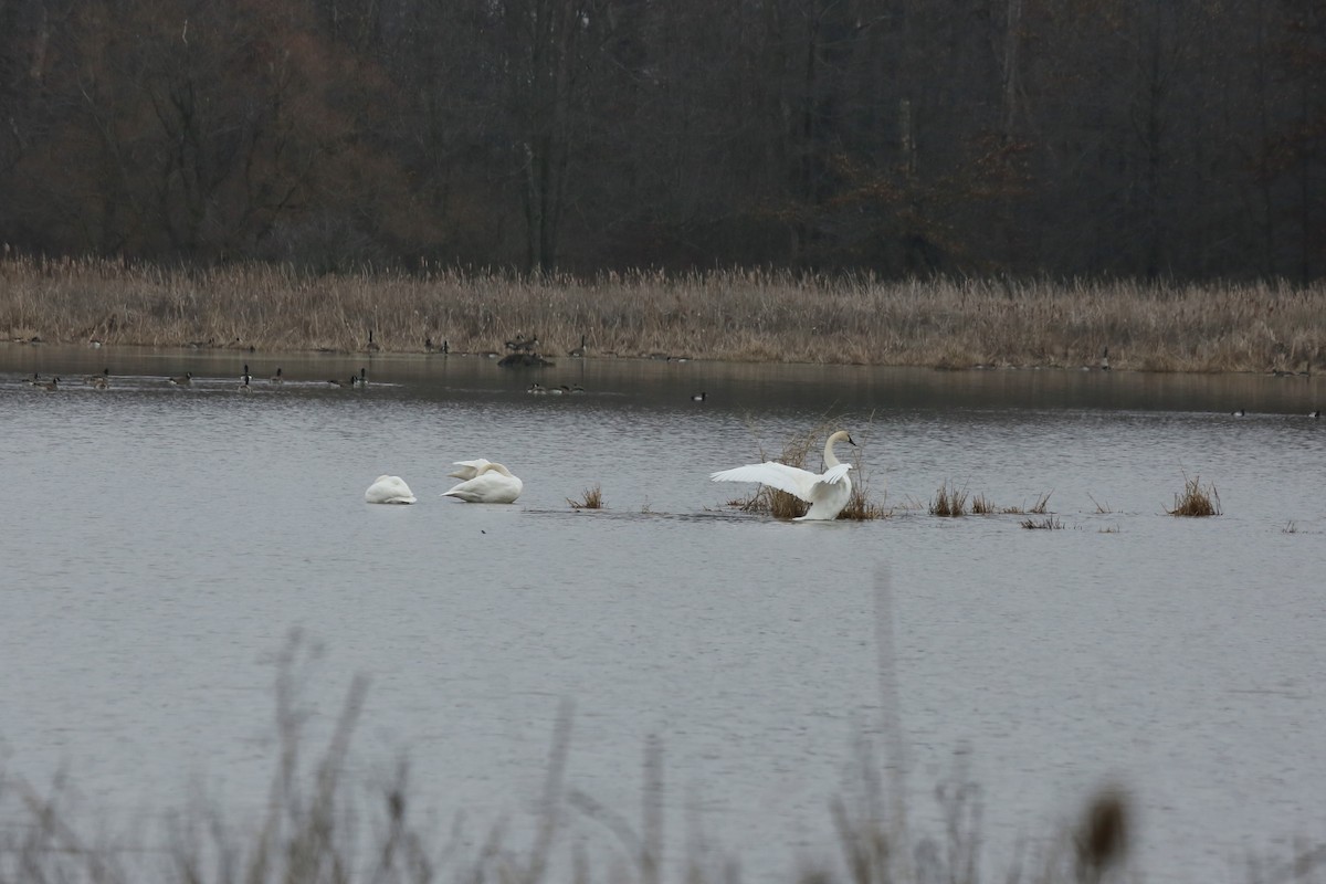 Trumpeter Swan - ML614401141