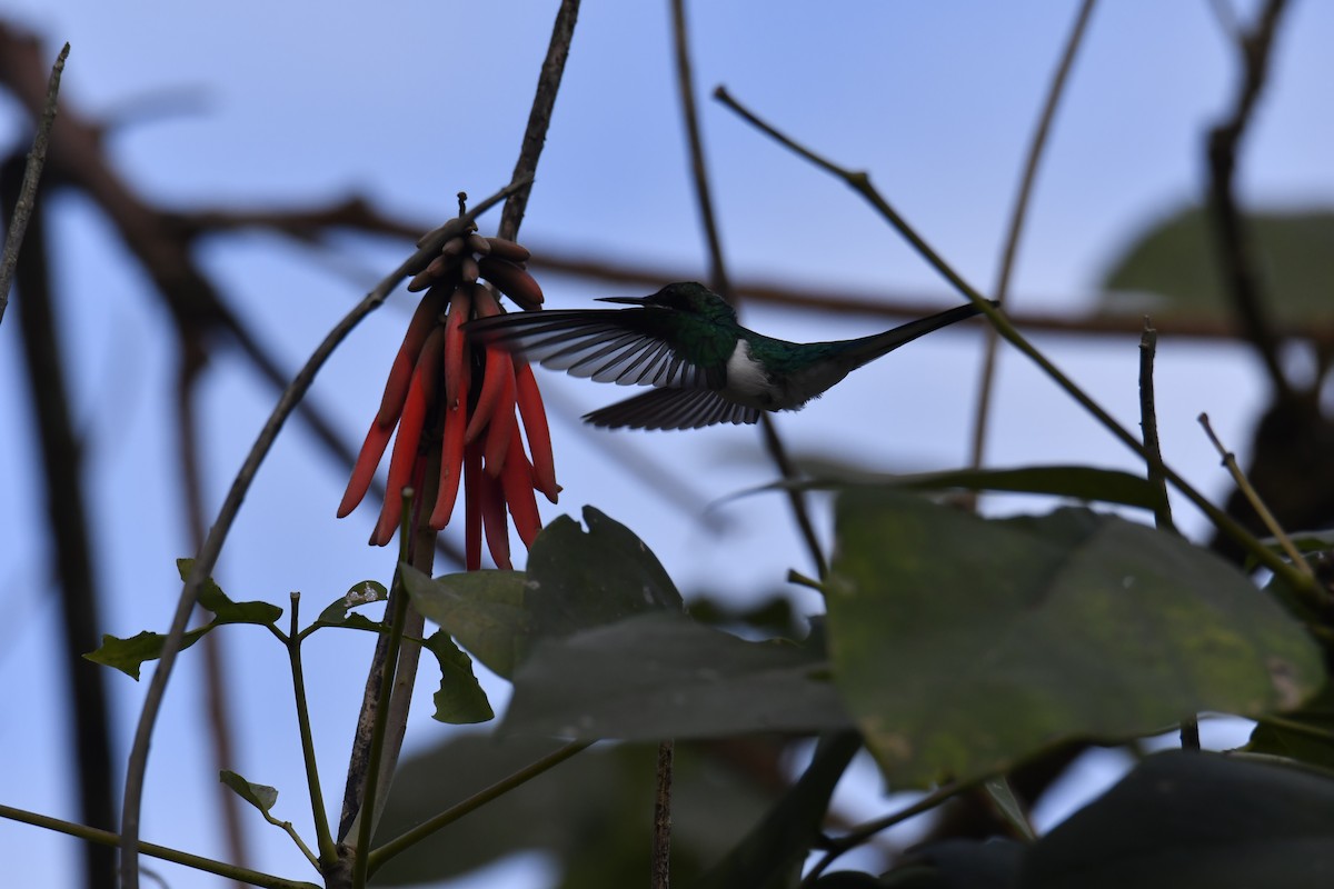 kolibřík purpurovohlavý - ML614401165